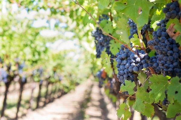 riesling wine grapes